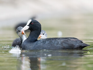 Foulque macroule (Fulica atra) nourrissant ses petits dans l’eau à la mare Saint James, Bois de Boulogne, faune urbaine