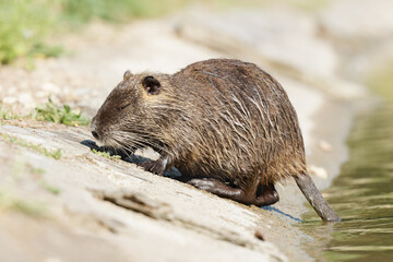 Ragondin (Myocastor coypus) sortant de l’eau à la mare Saint James, Bois de Boulogne, Paris, faune urbaine