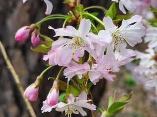 Blossom of a winter-flowering cherry, Prunus x subhirtella