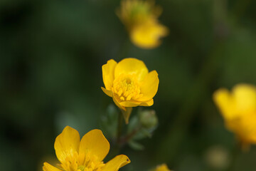Hairy buttercup, Ranunculus sardous
