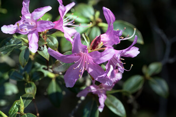 Flower of a Rhododendron concinnum