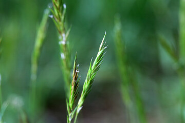 Sweet vernal grass, Anthoxanthum odoratum