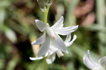 Flower of a drooping star-of-Bethlehem, Ornithogalum nutans