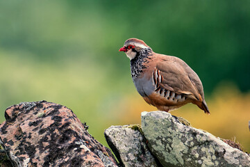 Male red-legged partridge perched on a dry-stone wall at Spynie, Elgin
