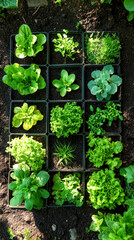 Square foot garden showcasing diverse crops of leafy greens and herbs in raised planting boxes in a sunny local garden