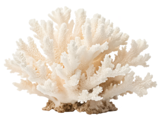 coral bleaching png coral reef bleaching png damaged coral png white coral png ocean coral bleaching png environmental damage png transparent background image