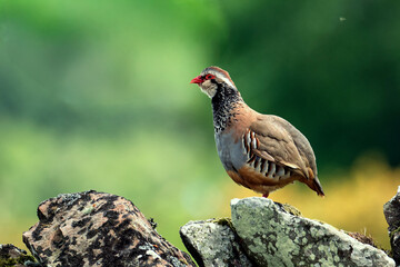 Male red-legged partridge perched on a dry-stone wall at Spynie, Elgin