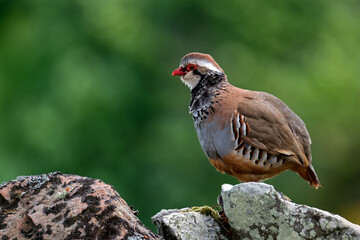 Male red-legged partridge perched on a dry-stone wall at Spynie, Elgin