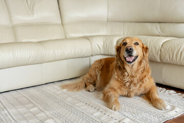 Calm golden retriever resting on a soft carpet in a modern living room. Comfortable pet portrait highlighting the beauty of dogs at home in a peaceful setting.