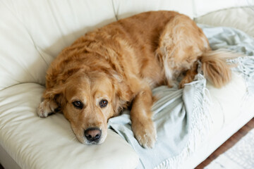 Golden retriever dog lying on a cream-colored leather sofa with a blanket, looking calm and slightly sad. A peaceful and emotional indoor pet portrait