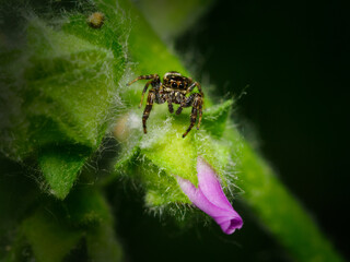 Araña saltarina tejiendo su tela sobre el capullo de una flor rosa