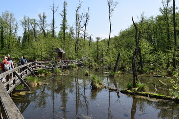 Obraz premium Karszt forrás