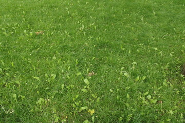 Green natural lawn in the park