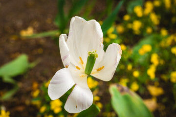 White tulip blooming amidst a vibrant field of yellow flowers, capturing the beauty of nature on a sunny spring day