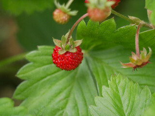 Strawberry wild fragaria berry macro close up. Background wallpaper picture. Nature and gardening concept