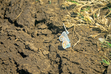 Interactions of two adorable blue butterflies. Common blue (Lycaena icarus, Polyommatus icarus, males). Steppe of Kerch Peninsula, Crimea
