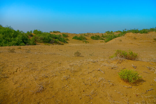 Types of landscape. Barchan dune. A seaside desert with thorny shrubs. Oman