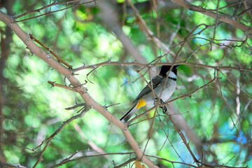 White-cheeked bulbul (Pycnonotus leucotis mesopotamia) sits in the crown of Jerusalem thorn...