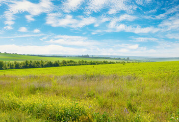 Obraz premium Beautiful summer field with bright flowers and blue sky with fluffy clouds.