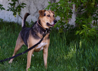 A medium-sized mixed-breed dog stands on green grass. The dog has a short coat with a brown and black pattern. It is wearing a black leash and appears alert.