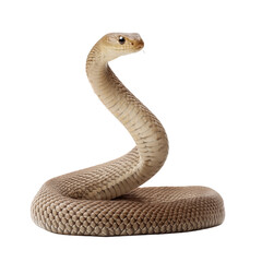 Fototapeta premium grey snake on transparent background 