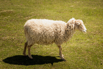 Fototapeta premium White sheeps living on a farm, portrait in summer day