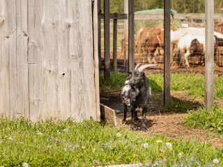Country farm with goats. Farm animal horned goats on a small family farm in the countryside 