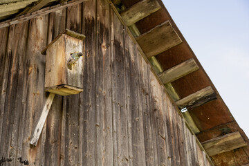 Starling on an old Wooden Birdhouse. Feeding the young bird. Sparrow baby bird sticks its head out of the birdhouse and looking
