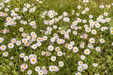 Field of wild Marguerite daisy flowers, Camomile flower bed, close-up. White, pink, yellow small daisy flowers and green grass in the park in springtime © Антонина Шатревич