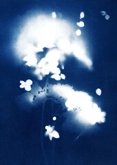 Hydrangea composition on dark blue background. Botanical illustration. Floral arrangement. Plant silhouette. White on blue. Cyanotype creation process. Sun print.