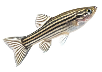Naklejka premium Zebrafish isolated PNG aquarium fish PNG tropical fish PNG small fish PNG freshwater fish PNG lab zebrafish PNG isolated on white PNG transparent background image