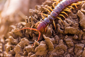 A large scolopendra in a wet mountain rainforest. Probably an amphibious centipede Scolopendra...