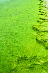 Tongue of shell-sand, sand spit with algae (Cladophora) shore. The ridge is covered with steppe vegetation. Winter Lagoon of Azov Sea.