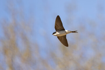House Martin in flight