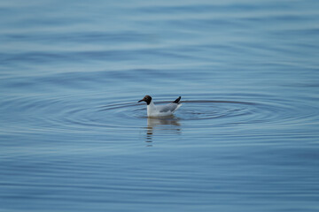 Bird swimming and relaxing after long flight in calm sea blue water in sunny summer day