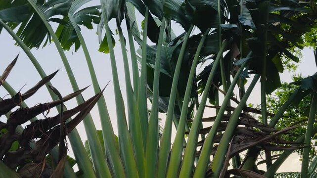 Upward View of the Towering Foliage of a Tropical Traveler's Palm