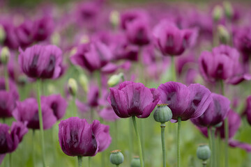 Blooming opium poppy flower field.