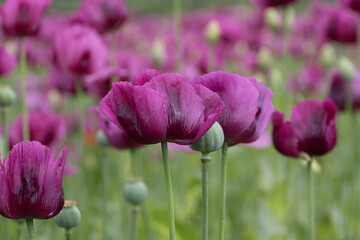 Blooming opium poppy flower field.