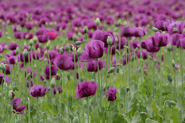 Blooming opium poppy flower field.