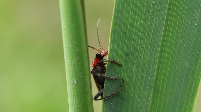 Close up footage of Cantharis fusca the soldier beetle with a black and small red spot on its head
