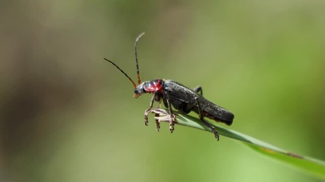 Close up footage of Cantharis fusca the soldier fly with a black and small red spot on its head