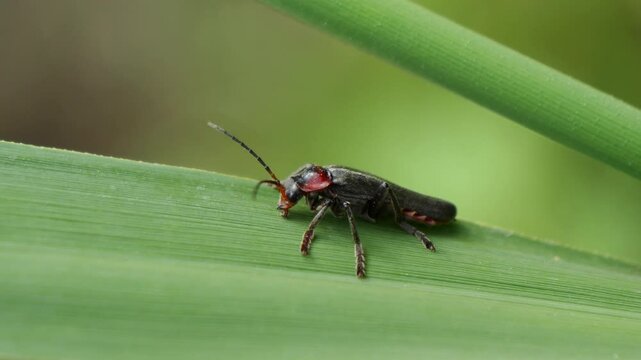 Close up footage of Cantharis fusca the soldier beetle with a black and small red spot on its head