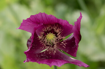 Detail of blooming opium poppy flower, papaver somniferum.