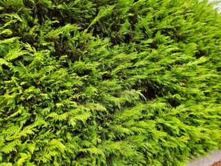 background textures, pretty. Incense Cedar Tree (Calocedrus decurrens). Close up of pine leaves, Thuja orientalis, green background, Wallpaper pine.