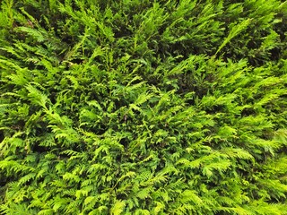 background textures, pretty. Incense Cedar Tree (Calocedrus decurrens). Close up of pine leaves, Thuja orientalis, green background, Wallpaper pine.