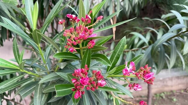 Close-Up of Vibrant Pink Oleander Blooms and Budding Flowers

