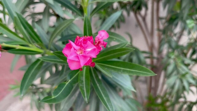 Nature's Detail: Pink Flowers and Lance-Shaped Leaves

