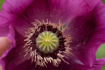 Detail of blooming opium poppy flower, papaver somniferum.