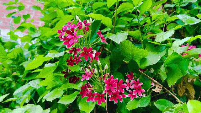 Vibrant Red Rangoon Creeper Flowers in Bloom

