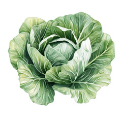 Obraz premium Fresh green cabbage, Hands holding fresh green cabbage surrounded by various leafy greens, isolated on transparent background